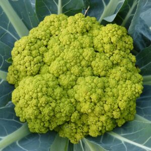broccoli, nature, vegetable, green, leaf, vegetables