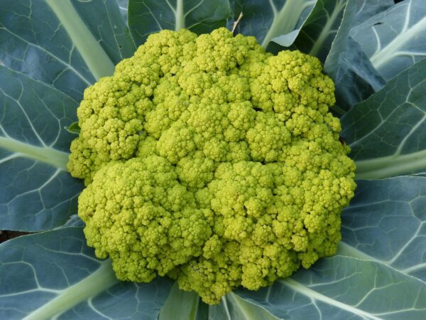 broccoli, nature, vegetable, green, leaf, vegetables