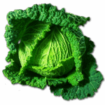 cabbage, savoy, vegetables, green, healthy, meal, food, savoy cabbage, cabbage, cabbage, cabbage, cabbage, cabbage
