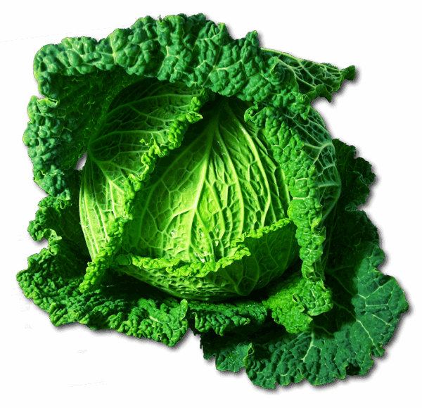 cabbage, savoy, vegetables, green, healthy, meal, food, savoy cabbage, cabbage, cabbage, cabbage, cabbage, cabbage