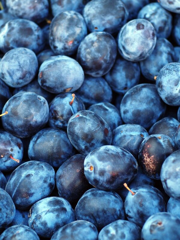 plum, fruit, blue, purple, sweet, plant, berries, blue plant, blue fruits, nature, blue plants