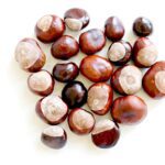 chestnut, fall, nature, tree, prickly, park, shell, fruit, sweet chestnut, to collect chestnuts, autumn fruit, spur, plants, forest, sprouted, chestnut blossom, chestnut, chestnut, chestnut, chestnut, chestnut