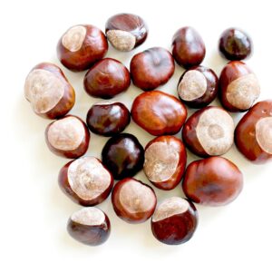 chestnut, fall, nature, tree, prickly, park, shell, fruit, sweet chestnut, to collect chestnuts, autumn fruit, spur, plants, forest, sprouted, chestnut blossom, chestnut, chestnut, chestnut, chestnut, chestnut