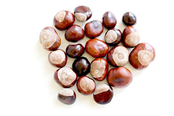chestnut, fall, nature, tree, prickly, park, shell, fruit, sweet chestnut, to collect chestnuts, autumn fruit, spur, plants, forest, sprouted, chestnut blossom, chestnut, chestnut, chestnut, chestnut, chestnut