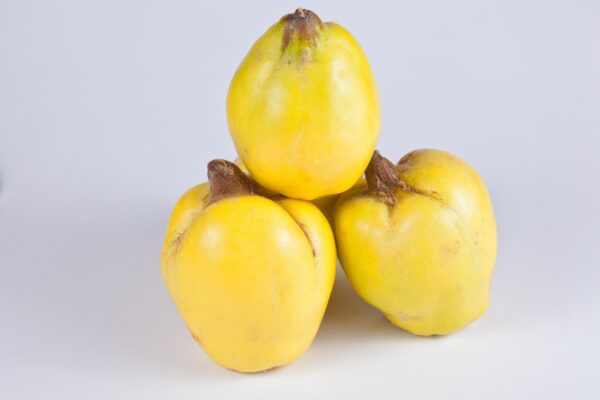 quince, yellow, fruit, pome fruit, quince fruit, fruit tree, harvest, october, quince, quince, quince, quince, quince