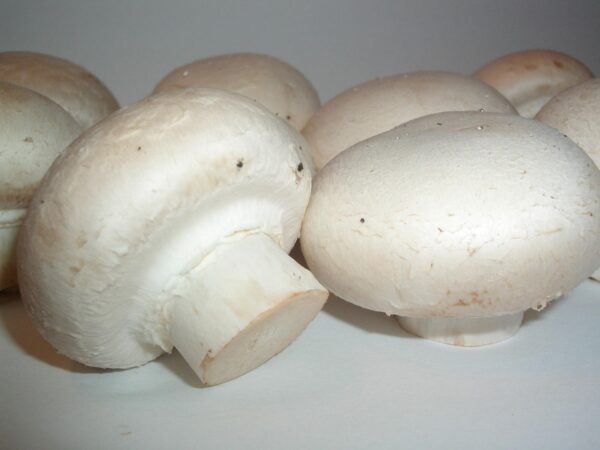 champion, pilz, agaricus, agaricus, agaricus, agaricus, agaricus, agaricus
