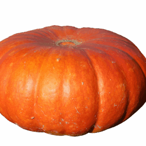 pumpkin, fruit, orange, fall, giant pumpkin, pumpkin plant, big, gigantic, food, vegetables, edible, meal, decoration, autumnal, autumn fruits, harvest, halloween, isolated, cut out, pumpkin, pumpkin, pumpkin, pumpkin, pumpkin