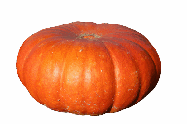 pumpkin, fruit, orange, fall, giant pumpkin, pumpkin plant, big, gigantic, food, vegetables, edible, meal, decoration, autumnal, autumn fruits, harvest, halloween, isolated, cut out, pumpkin, pumpkin, pumpkin, pumpkin, pumpkin
