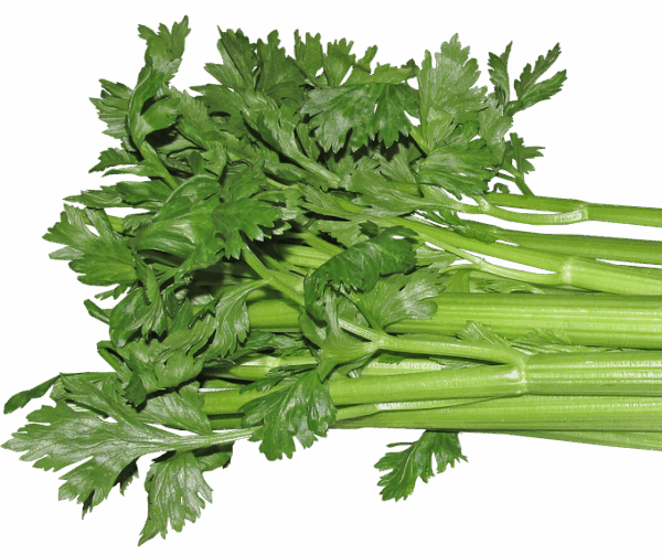 celery, vegetable, food, vegetarian, cooking, healthy, diet, cut out, isolated, celery, celery, celery, celery, celery