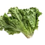 lettuce isolated, agriculturebackground, botany, calories, closeup, dieting, drink, eating, food, fresh, freshness, green, leaf, lettuce, organic, plant, salad, nature, saturated, single, snack, vegetable, vegetarian, vitamin