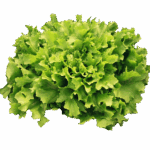 endive, salad, vegetables, meal, green, healthy, fresh, endive, endive, endive, endive, endive