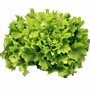 endive, salad, vegetables, meal, green, healthy, fresh, endive, endive, endive, endive, endive