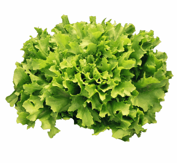 endive, salad, vegetables, meal, green, healthy, fresh, endive, endive, endive, endive, endive
