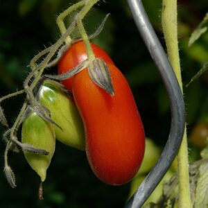 tomato, vegetables, red, tire, tomato growing, elongated, tomato plant, solanum lycopersicum, paradeiser, berry, lycopersicon esculentum, solanum esculentum, lycopersicon lycopersicum