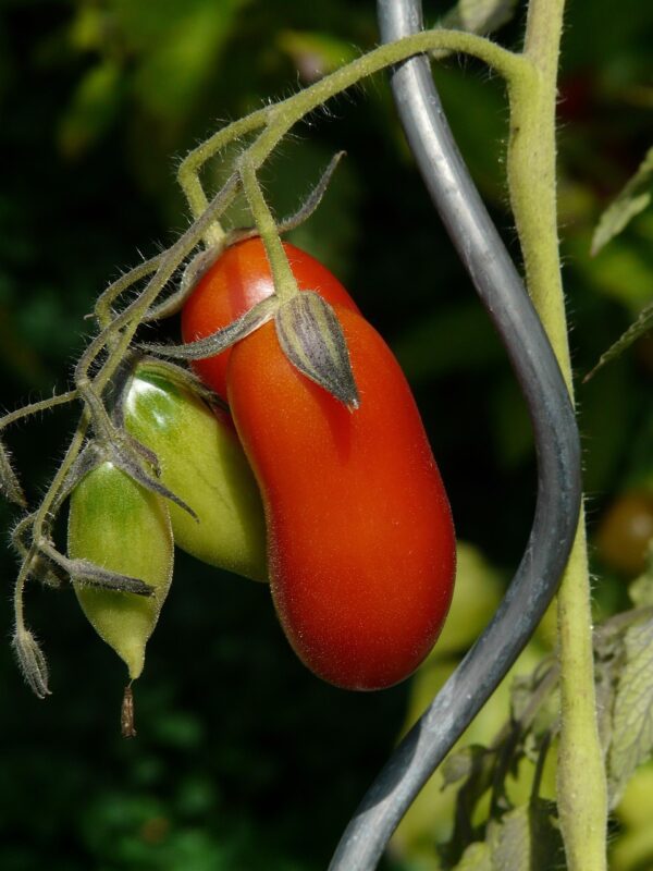 tomato, vegetables, red, tire, tomato growing, elongated, tomato plant, solanum lycopersicum, paradeiser, berry, lycopersicon esculentum, solanum esculentum, lycopersicon lycopersicum