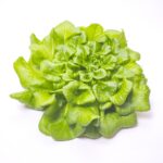 red oak leaf lettuce, green, portrait, study, arrangement, oak, lettuce, leaf, salad, vitamins, healthy, fresh, nature, vegetarian, food, organic, curly, plant
