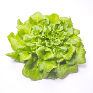 red oak leaf lettuce, green, portrait, study, arrangement, oak, lettuce, leaf, salad, vitamins, healthy, fresh, nature, vegetarian, food, organic, curly, plant